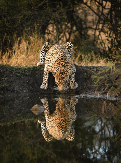 Leopard 33