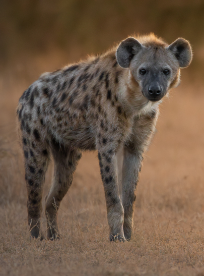 JP Van Rooyen Spotted Hyena 20230702 3 JP Van Rooyen Spotted Hyena 20230702 3