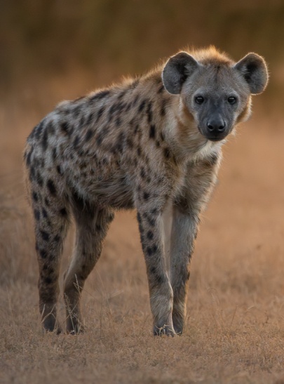 Hyena spotted by guests on a Sabi Sabi game drive. Hyena spotted by guests on a Sabi Sabi game drive.