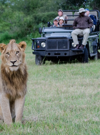 Young male lion spotted by Sabi Sabi guests while on a private game drive. Young male lion spotted by Sabi Sabi guests while on a private game drive.