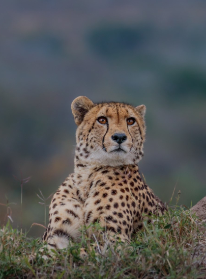 Devon Jansen Cheetah 250723 0 Devon Jansen Cheetah 250723 0