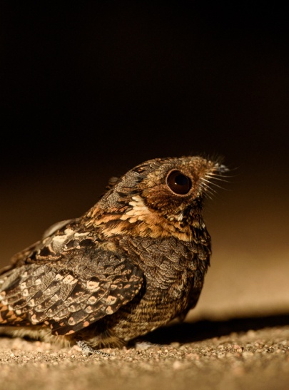 Rare sighting of a nightjar while on a private Sabi Sabi night game drive. Rare sighting of a nightjar while on a private Sabi Sabi night game drive.