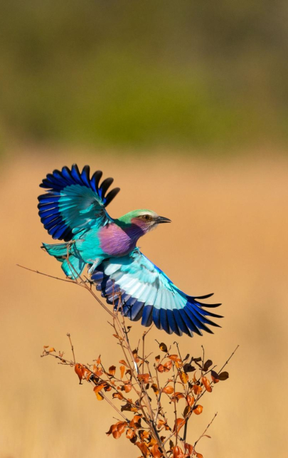 Birds 309 Birds 309