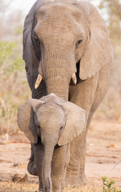 Elephant.  136