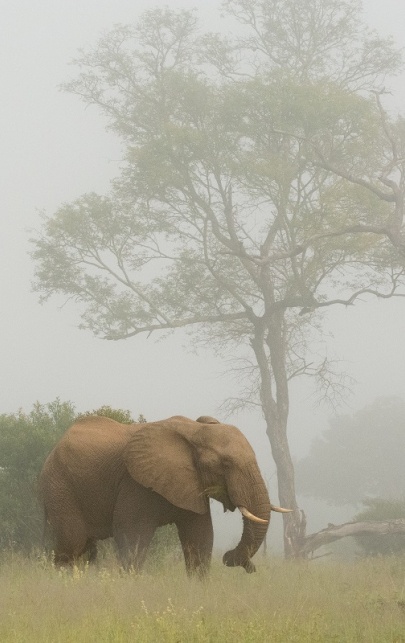 Elephant spotted grazing during a misty day in Sabi Sabi. Elephant spotted grazing during a misty day in Sabi Sabi.
