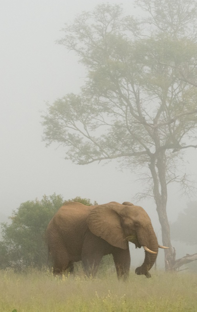 Ronald Mutero Elephant 22032023 Ronald Mutero Elephant 22032023