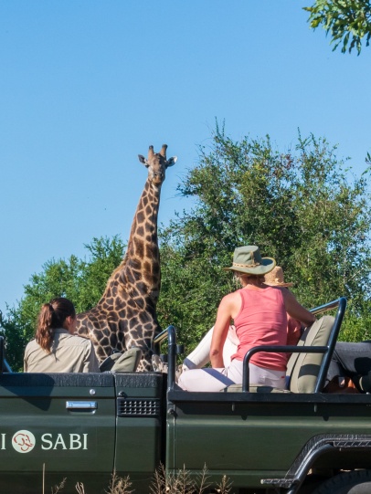 Guests spot an intrigued giraffe on Sabi Sabi game drive.