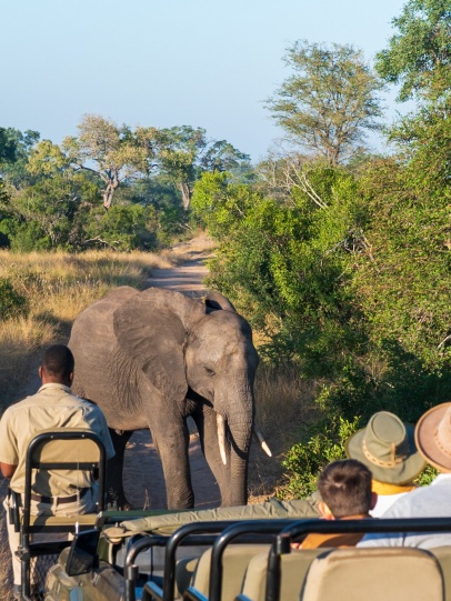 Encounter elephants on a Sabi Sabi safari game drive, a thrilling encounter.