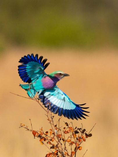 Birds  309