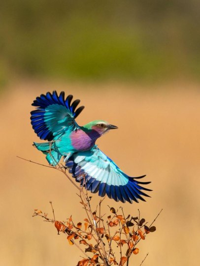 Magnificent lilac-breasted roller with colourful wings spotted at Sabi Sabi.