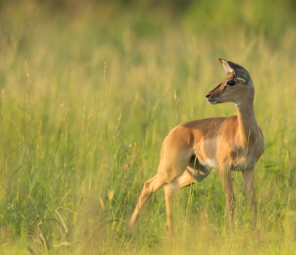Sabi Sabi Rates Wildlife Impala Sabi Sabi Rates Wildlife Impala