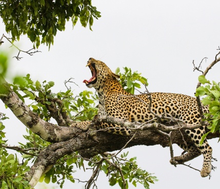 Sabi Sabi Rates Wildlife Leopard In Tree Sabi Sabi Rates Wildlife Leopard In Tree