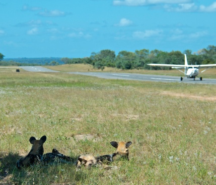 Sabi Sabi Rates Wild Dogs Landing Strip Sabi Sabi Rates Wild Dogs Landing Strip