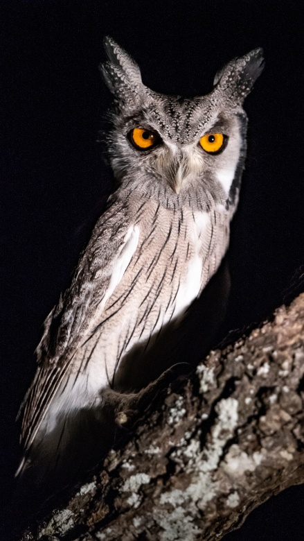 An incredible owl spotted while out on a private Sabi Sabi night drive.