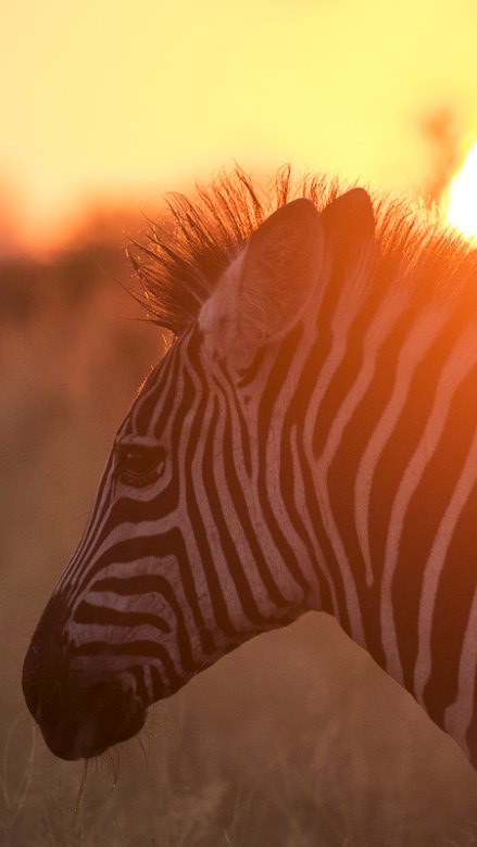 A Sabi Sabi Zebra with a beautiful red sunset in the background viewing.