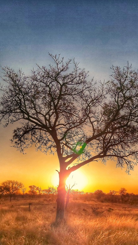 Red sunrise creating the perfect silhouette at Sabi Sabi Private Game Reserve.