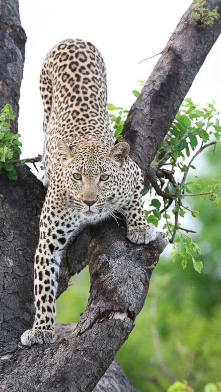 Leopard. 14