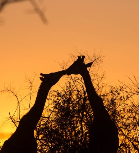 Gaze at giraffes' sunset silhouette at Sabi Sabi Private Game Reserve.