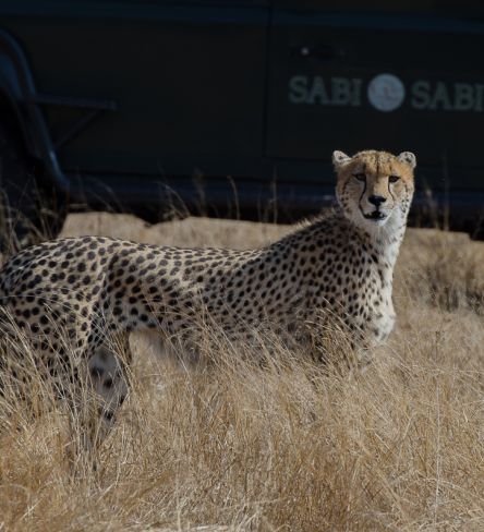 OnSafari 1