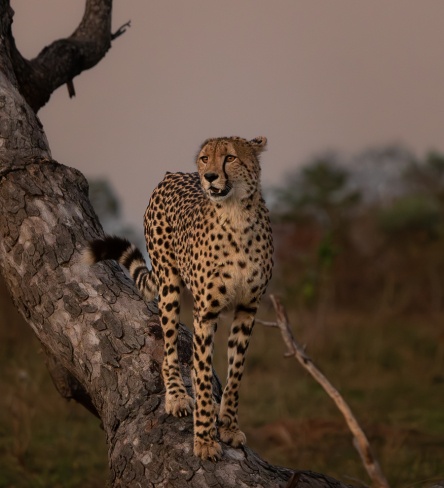 Jason Street Cheetah 200623 Jason Street Cheetah 200623