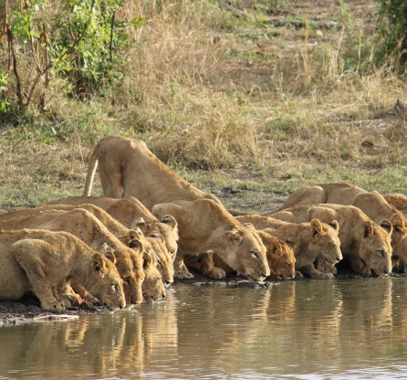 Watch lions at a Sabi Sabi waterhole, enthralling game drive sight.