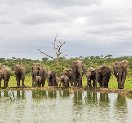 Thrillingly observe elephants at a water hole during a game drive. Thrillingly observe elephants at a water hole during a game drive.