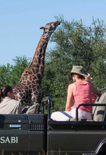 Encounter a giraffe on a Sabi Sabi game drive. Encounter a giraffe on a Sabi Sabi game drive.