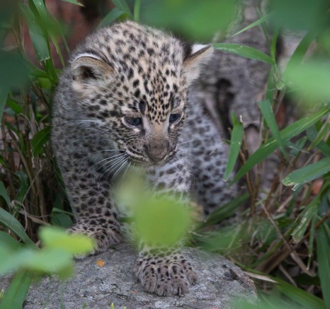 One of Kigelia's cubs safely emerges from their den site after a unique call from their mother. 