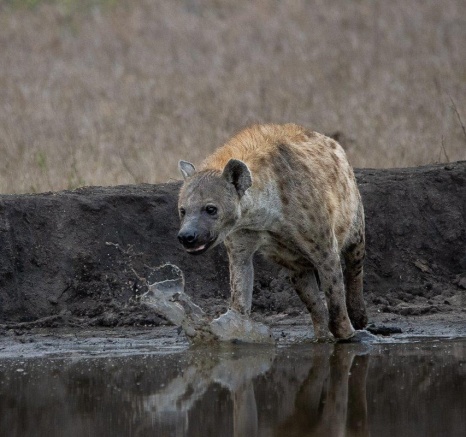 Sabi Sabi Ronald Mutero Hyena Water Sabi Sabi Ronald Mutero Hyena Water