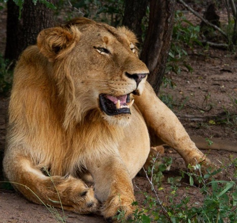 A male lion from the Styx pride. A male lion from the Styx pride.