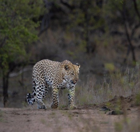 Sabi Sabi Ronald Mutero Nkuwa Male Walking Sabi Sabi Ronald Mutero Nkuwa Male Walking