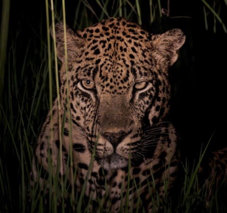 The formidable stare of Mawelawela.