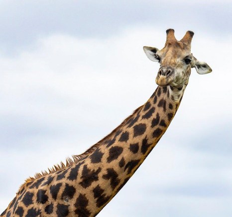 A giraffe, so tall it seems as if its head is in the clouds. A giraffe, so tall it seems as if its head is in the clouds.