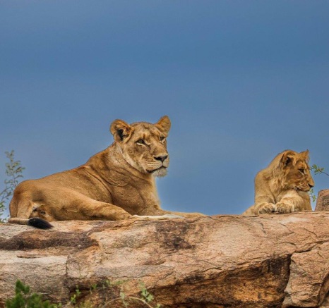 Southern Pride On Rock Ruan Mey