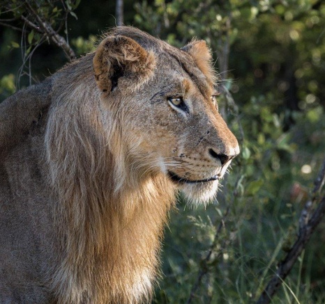 The strength of their bond was further demonstrated by the delightful return of the young Styx male, who had reunited with his sisters.