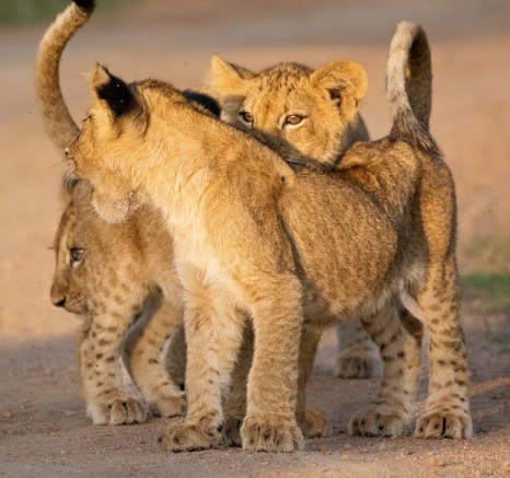 Three cubs from the Msuthlu pride play together. 