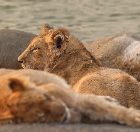 The Msuthlu Pride resting in the shade after feeding on their kill, conserving energy for the night ahead.