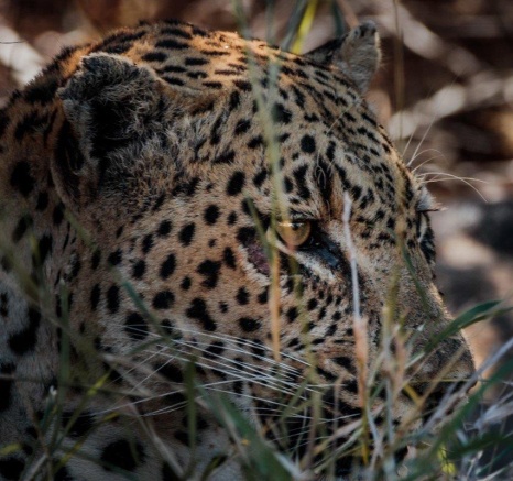 Mawelawela, the leopard, stares into the distance, always alert to its surroundings. 