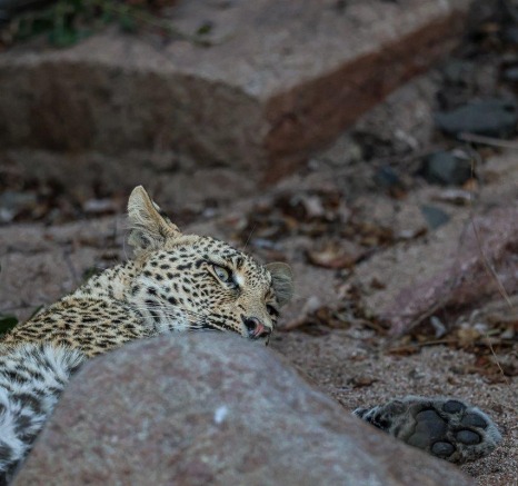 Sabi Sabi Ruan Mey Ntsumi Cub Lying Behind Rock Sabi Sabi Ruan Mey Ntsumi Cub Lying Behind Rock