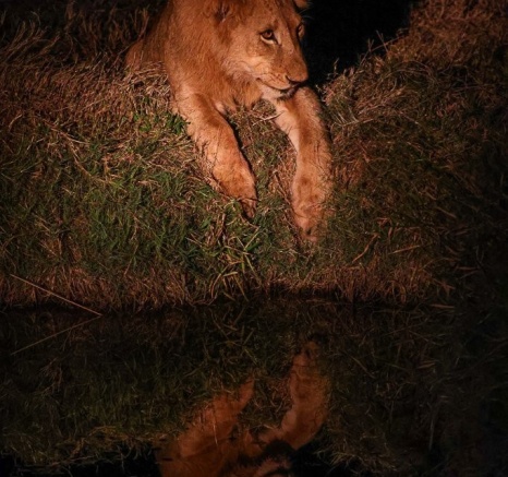 Sabi Sabi Ruan Mey Msuthlu At Waterhole