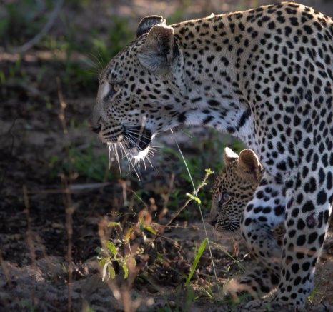 Like mother, like cub. Ntsumi has a lot to teach her cubs if they are going to be successful hunters like their mother. 