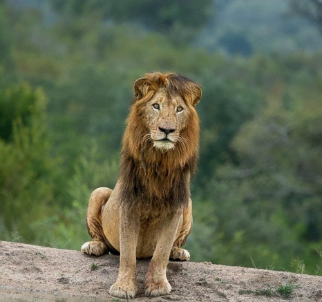 One of the Gijima male lions.