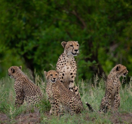 We were delighted to find Makatini and her three cubs on a game drive. We were delighted to find Makatini and her three cubs on a game drive.