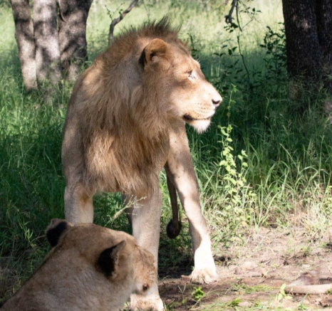 a07Jason Street - Kambula males - 040323 - 2.jpg A07Jason Street Kambula Males 040323 2