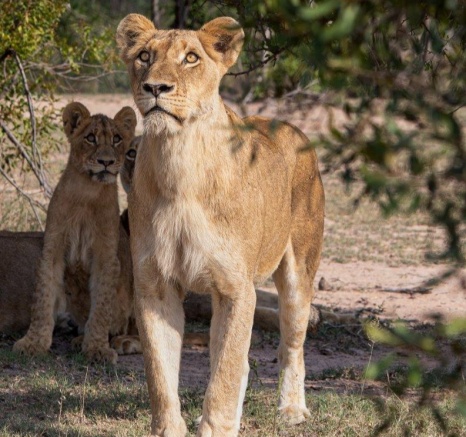 A lioness of the Southern Pride looks into the sky, interested in circling vultures overhead. A lioness of the Southern Pride looks into the sky, interested in circling vultures overhead.