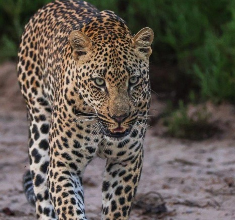 Makumu is the top-runner for the next dominant male in the southern section of the reserve. Makumu is the top-runner for the next dominant male in the southern section of the reserve.
