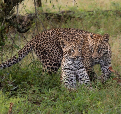 Ntsumi is spending less time with her cubs as they grow older and become more capable. Ntsumi is spending less time with her cubs as they grow older and become more capable.
