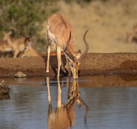 An impala at the waterhole, with the vast landscape stretching out behind them.