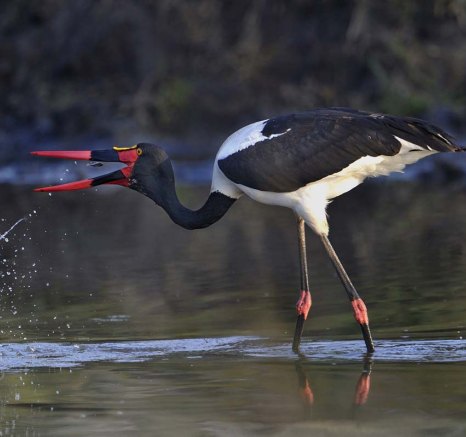 Birds 4 Birds 4