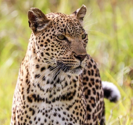 Kigelia is known to be about 10 years of age. Kigelia is known to be about 10 years of age.
